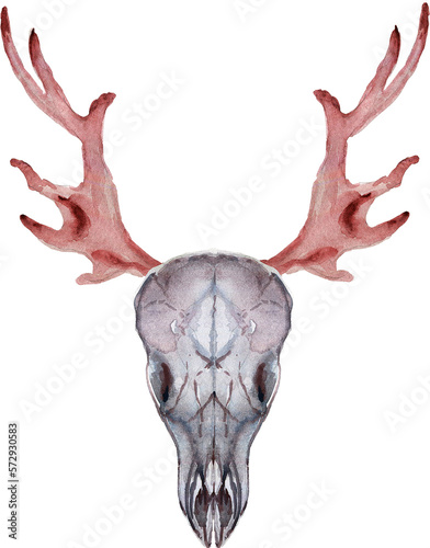 Boho Horns bull and deer with sucuulents cactus plants isolated elements transparent background