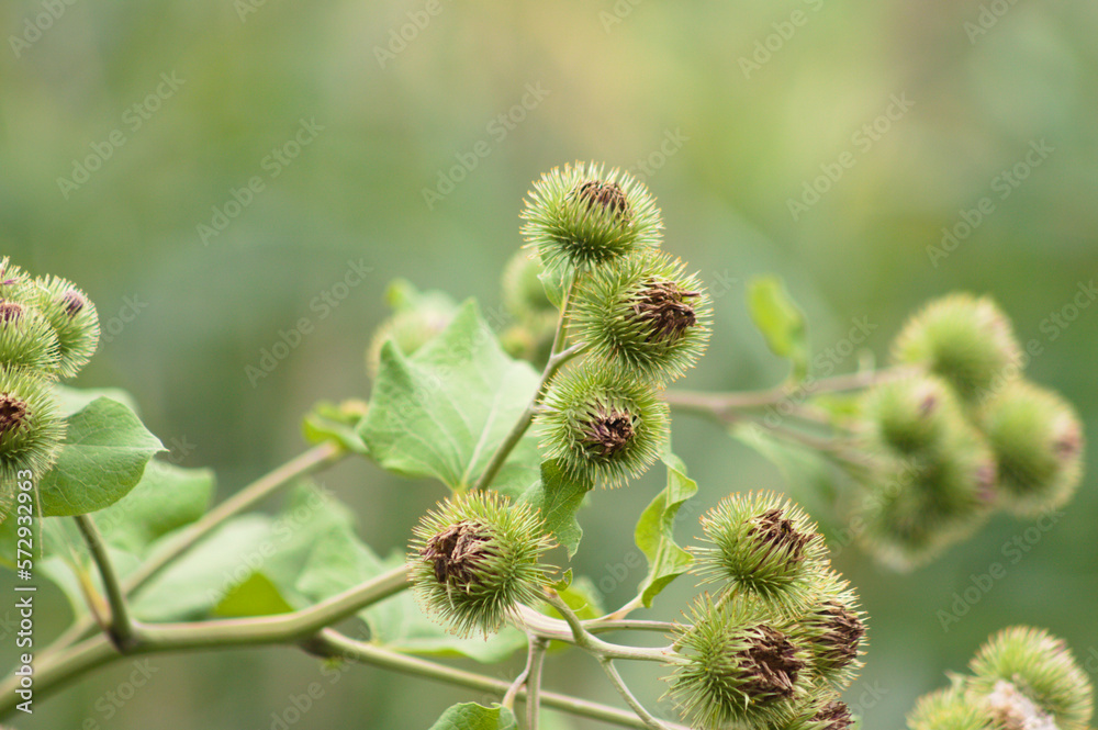 Closeup of lesser burdock fruits with green blurred background