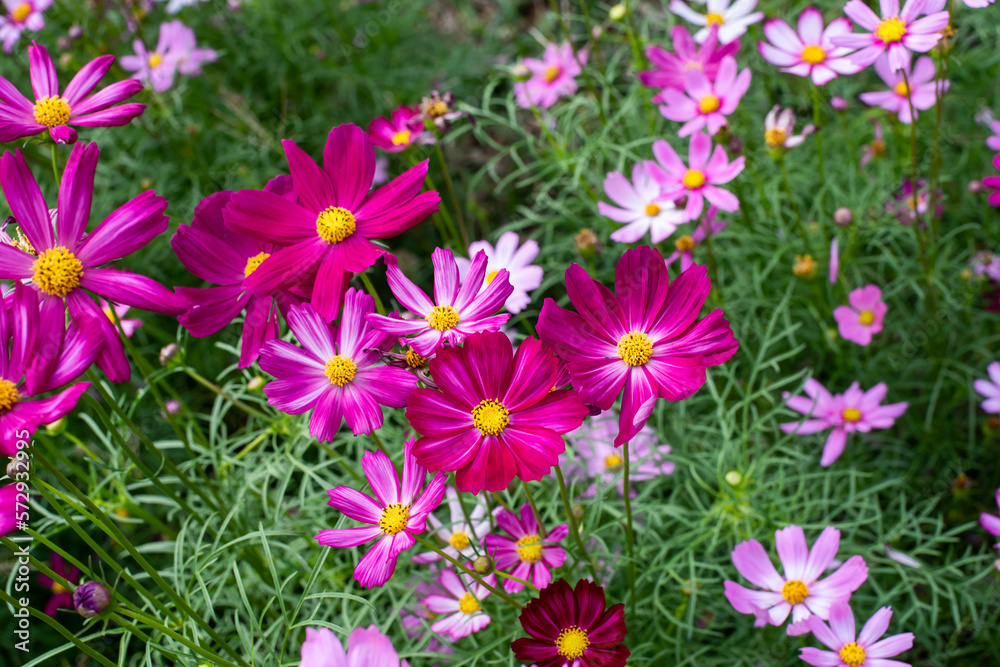 pink and white flowers pink and white flowers
