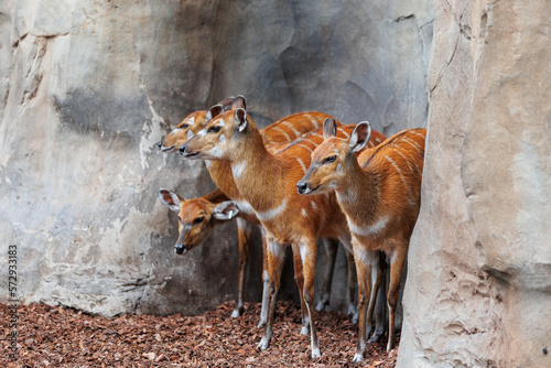 Young Eastern Bongos - Tragelaphus eurycerus - an herbivorous nocturnal forest Ungulate with Striking Reddish-brown Coat and Spiralled Horns. photo