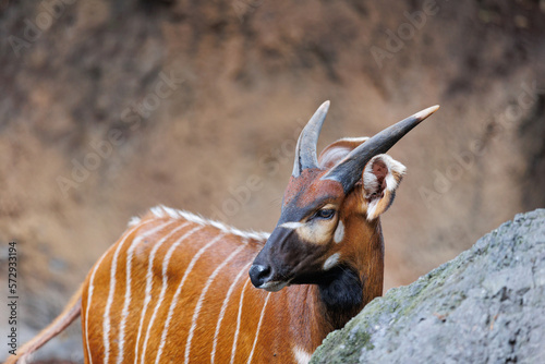 The Eastern Bongo - Tragelaphus eurycerus - an herbivorous nocturnal forest Ungulate with Striking Reddish-brown Coat and Spiralled Horns. photo