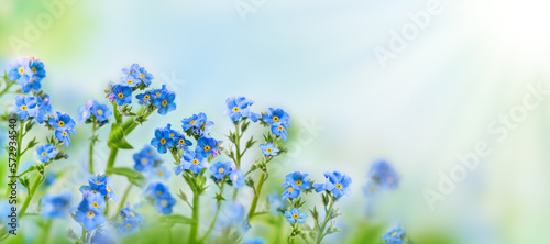 Spring or summer flowers landscape. Blue flowers of Myosotis or forget-me-not flower on sunny blurred background. photo