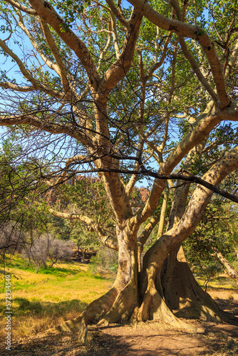 Big tree in Waterberg Plateau National Park, Kalahari, Otjiwarongo, Namibia, Africa.