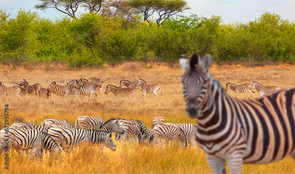 Fototapeta premium Herd of zebras in yellow grass - Etosha National Park, Namibia, Africa