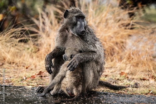 Chacma Baboon - Papio Ursinus - in the Kruger National Park, South Africa