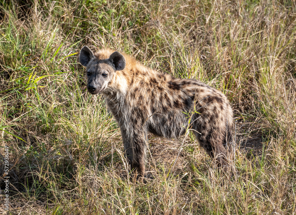 Spotted Hyena (Crocuta Crocuta) in Kruger National Park, South Africa Spotted Hyena (Crocuta Crocuta) in Kruger National Park, South Africa