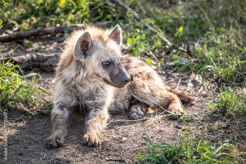 Spotted Baby Hyena (Crocuta Crocuta) in Kruger National Park, South Africa