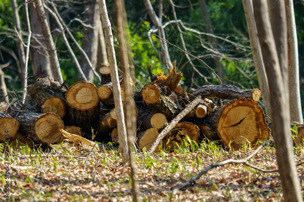 Fototapeta premium 森で伐採された巨木