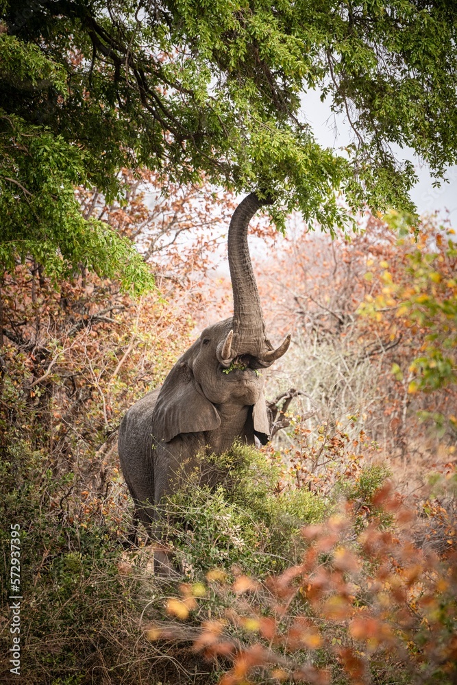 Obraz premium Eating African Bush Elephant (Loxodonta Africana) at Kruger National Park, South Africa