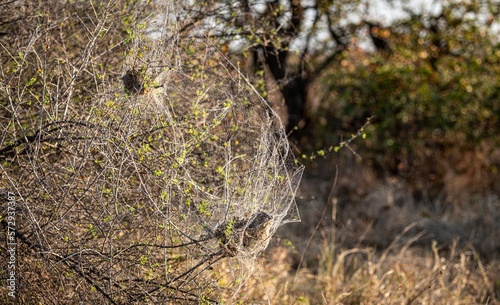 African Social Spider nest (Stegodyphus Dumicola) in the morning sun at Kruger National Park, South Africa photo