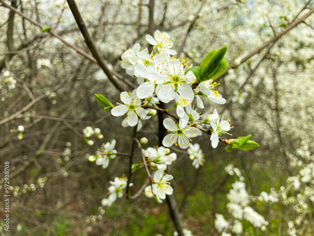 Cherry blossoms in full bloom. A Japanese spring scene. Cherry blossoms in full bloom. A Japanese spring scene.
