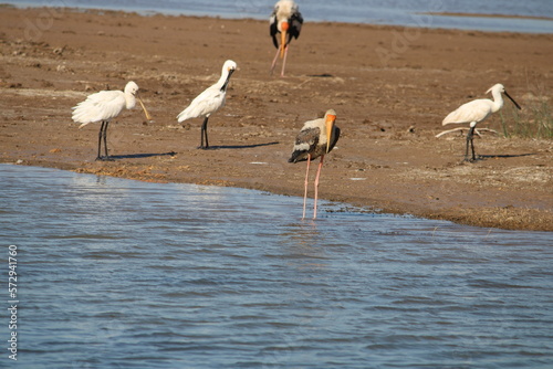 Khijadiya Bird Sanctuary is a bird sanctuary located in Jamnagar district of Gujarat, India. About 300 species of migratory birds have been recorded here. In 2022, on World Wetlands Day it was declare photo