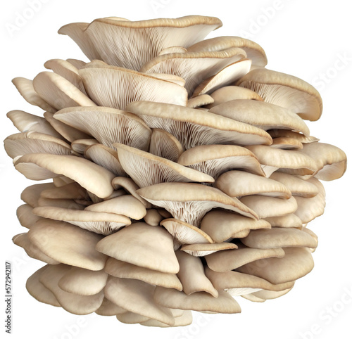 Oyster mushrooms isolated on a transparent background