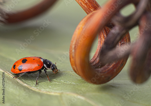 Ladybug or ladybird or Coccinellidae 
