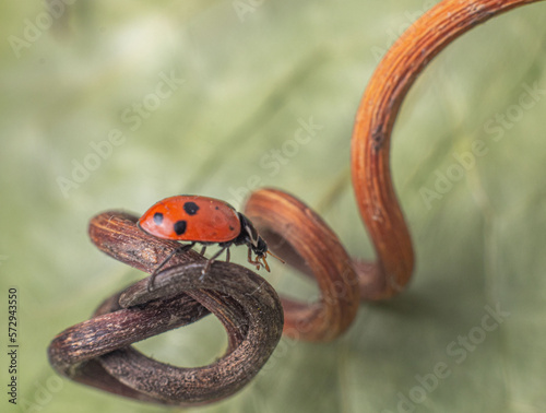 Ladybug or ladybird or Coccinellidae 