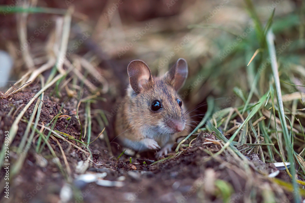a portrait from a yellow necked mouse, apodemus flavicollis, in the garden on the floor at a winter morning a portrait from a yellow necked mouse, apodemus flavicollis, in the garden on the floor at a winter morning