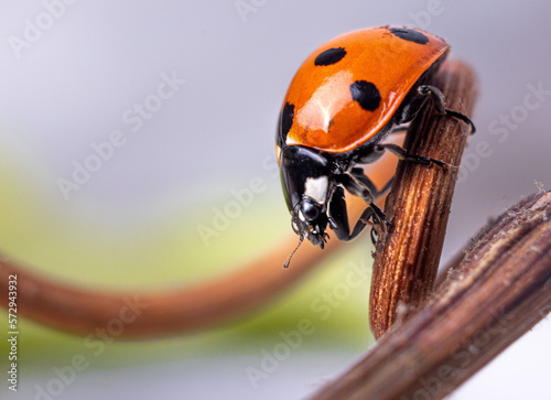 Ladybug or ladybird or Coccinellidae 