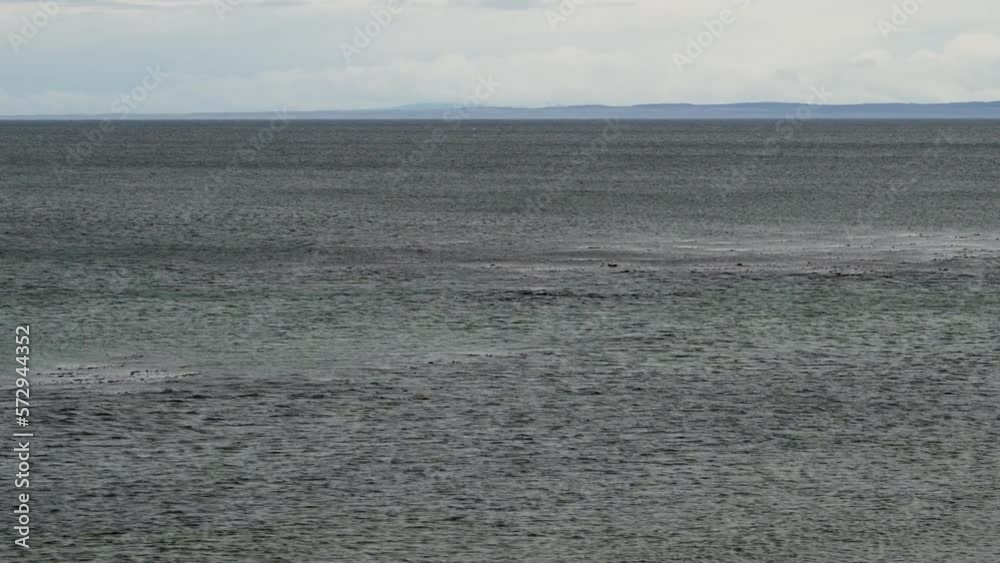 Group of dolphins swimming and hunting in the ocean at the Magellan strait in Patagonia, Chile. Group of dolphins swimming and hunting in the ocean at the Magellan strait in Patagonia, Chile.