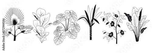 graphic elements for illustration and design, indoor flowers, chinese hibiscus rose, yucca, monstera, banana tree, washingtonia palm, ficus lyrata sketch