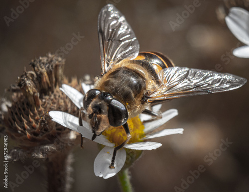 Bee