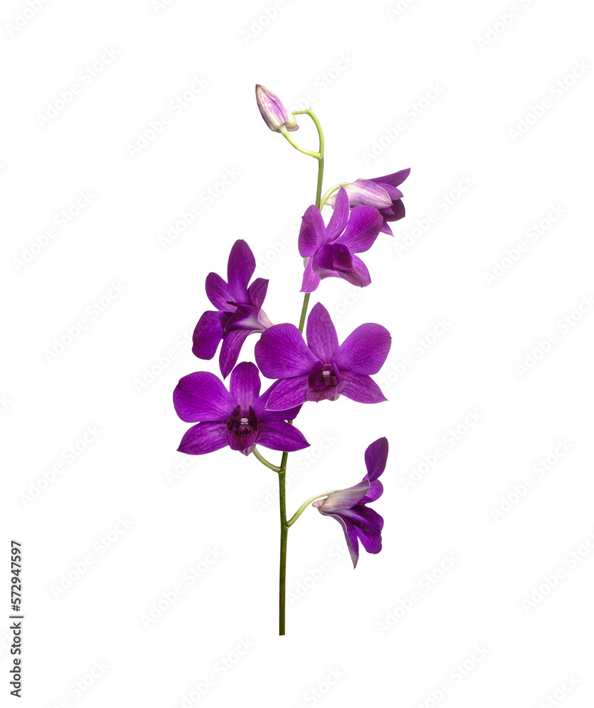 Cattleya orchid hybrids isolated on transparent background Cattleya orchid hybrids isolated on transparent background