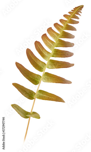 fern leaf, ornamental tropical foliage isolated on white background