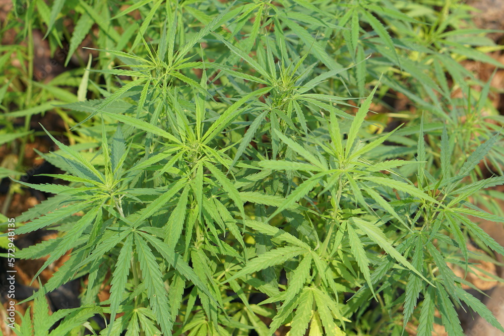 green marijuana on the market