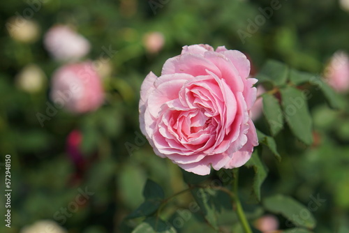 beautiful rose blooming in the sun