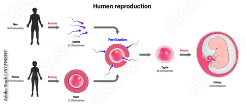 Human reproduction process. Human fertilization. Reproductive cell. sperm and ovum.