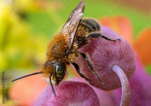 Bee