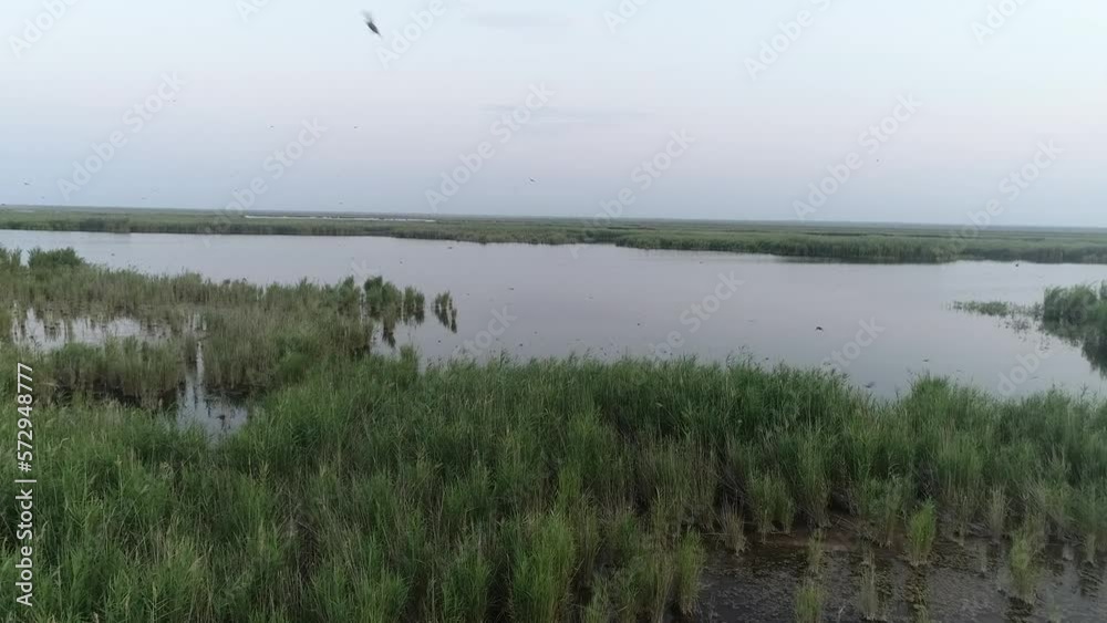 Flight of wild birds and cranes over the river Flight of wild birds and cranes over the river