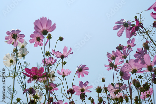 Beautiful cosmos flowers blooming in the sun blue sky background