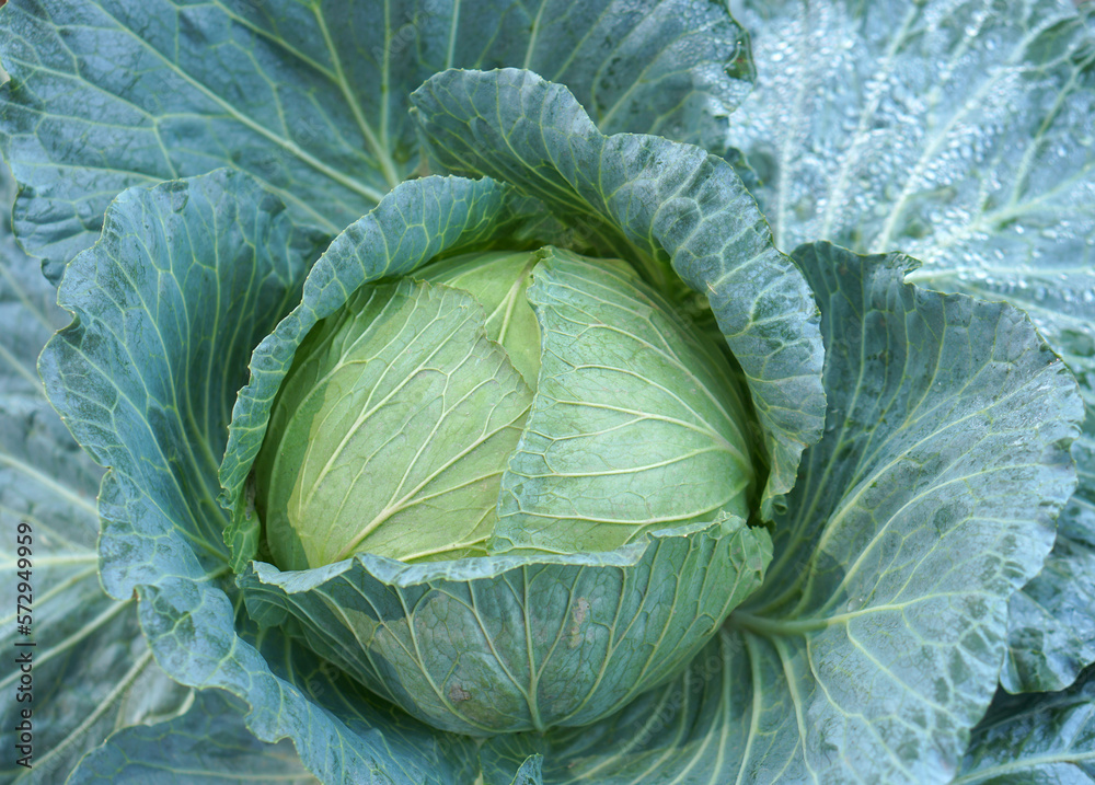 Fototapeta premium Organic green cabbage background in the garden