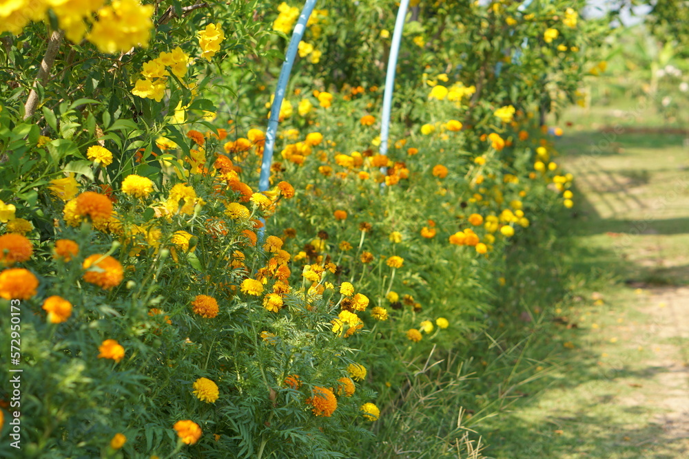 beautiful marigolds in the garden