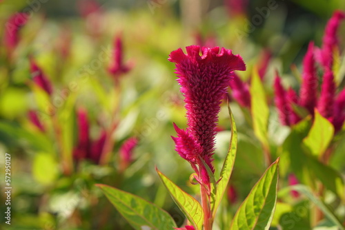 Wild Cockcomb, Cockcomb, Common cockscomb, Crested celosin photo