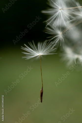 dandelion