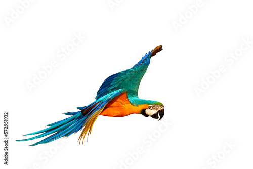 Fototapeta Naklejka Na Ścianę i Meble -  Colorful Blue and gold macaw parrot flying isolated on transparent background png file