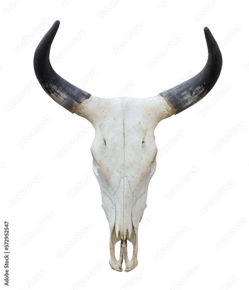 Fototapeta premium bull skull isolated on white