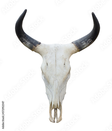 bull skull isolated on white © Singha songsak