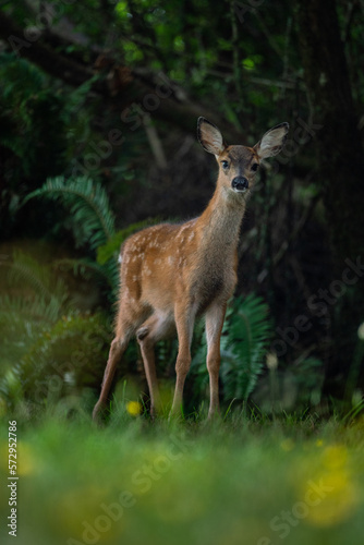 Yong deer in the forest © Javier