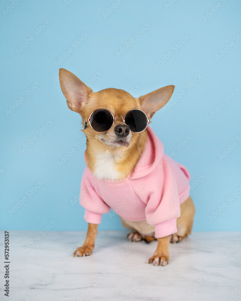 A red chihuahua dog in sunglasses and a pink hoodie on a blue background . Sale, advertising, discount, special offer, shops, advertising business concept. Copy space for text