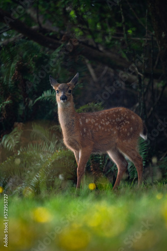 Fototapeta Naklejka Na Ścianę i Meble -  Yong deer in the forest