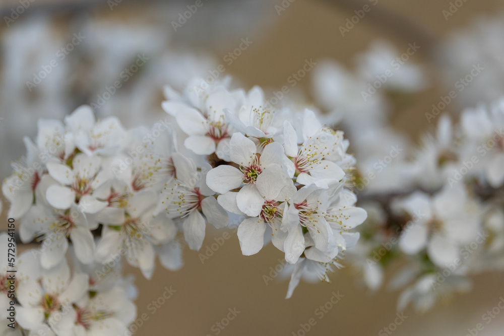 cherry tree blossom