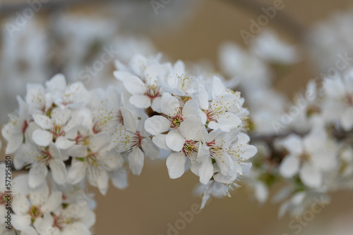 cherry tree blossom