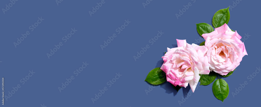 Pink roses with green leaves overhead view - flat lay Pink roses with green leaves overhead view - flat lay