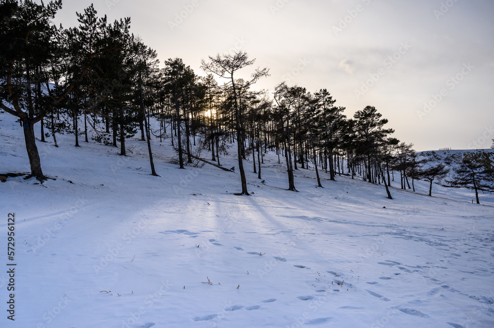custom made wallpaper toronto digitalevening light through the trees. Winter Baikal. Small sea. ice and snow