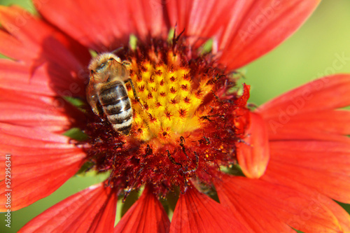 Macro image of bee on the flower in the summer garden. Nature concept.