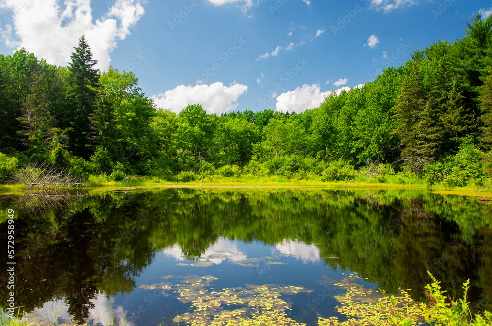 wetland pond landscape summer new england