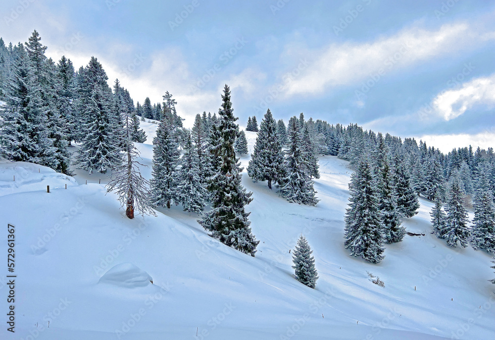 Picturesque canopies of alpine trees in a typical winter atmosphere after the winter snowfall above the tourist resorts of Valbella and Lenzerheide in the Swiss Alps - Canton of Grisons, Switzerland