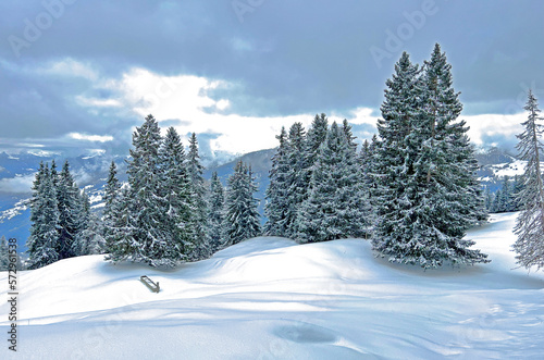 Picturesque canopies of alpine trees in a typical winter atmosphere after the winter snowfall above the tourist resorts of Valbella and Lenzerheide in the Swiss Alps - Canton of Grisons  Switzerland
